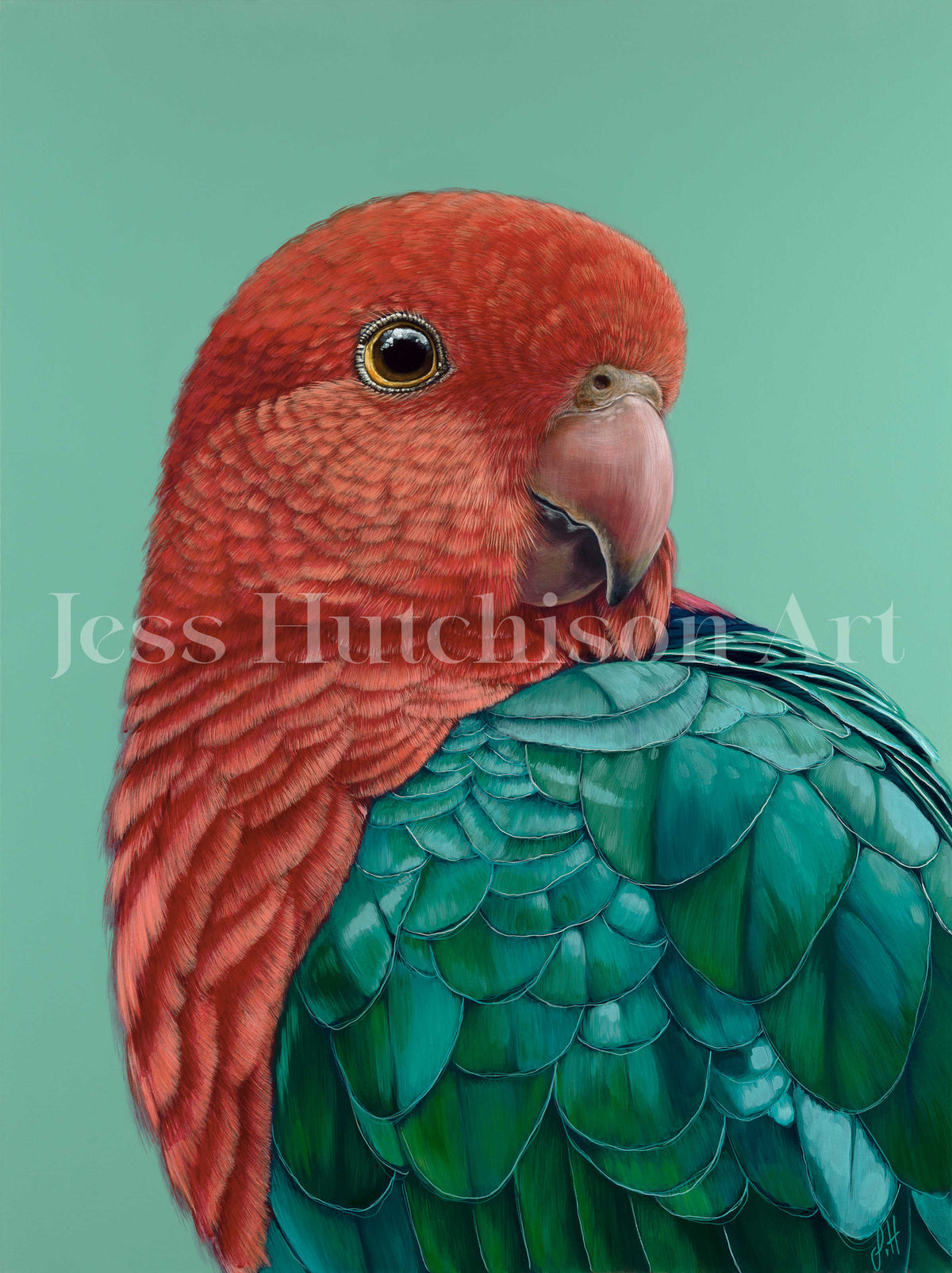 Red the King Parrot canvas print