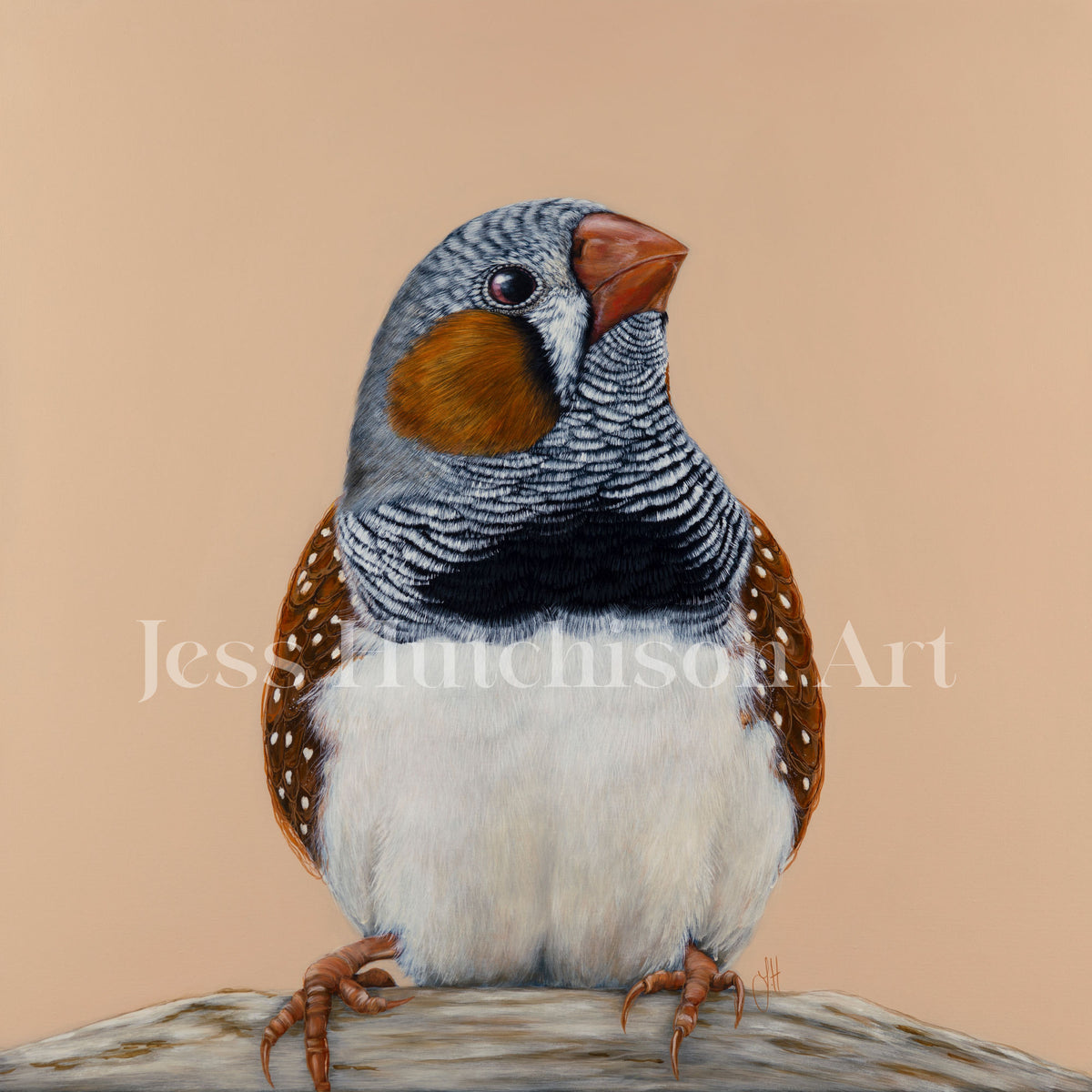 Felix the Zebra Finch canvas print