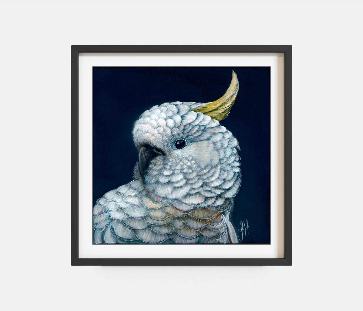 Harry the Sulphur Crested Cockatoo