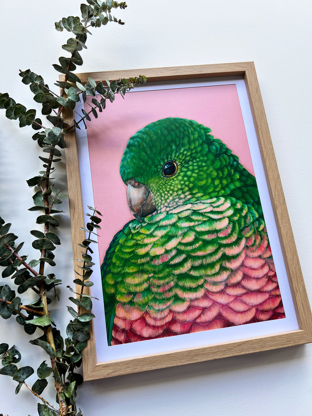 &#39;Queenie&#39; The King Parrot